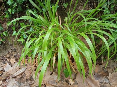 Brachypodium sylvaticum, photographed by Josep Gesti