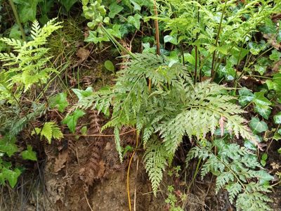 Asplenium onopteris, photographed by Josep Gesti