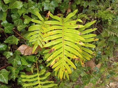 Polypodium cambricum, photographed by Josep Gesti