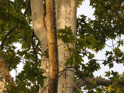 Platanus racemosa, photographed by Mary K. Hanson