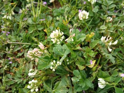 Trifolium nigrescens, photographed by Josep Gesti
