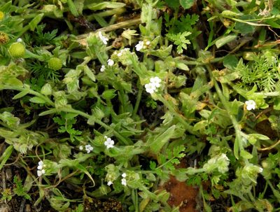 Plagiobothrys nothofulvus, photographed by Mary K. Hanson