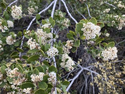 Ceanothus pauciflorus, photographed by Jacob Malcom