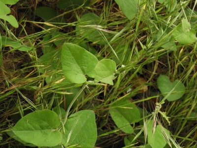 Aristolochia californica