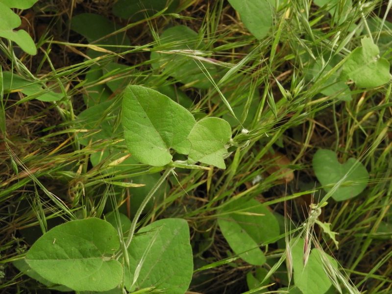 Aristolochia californica, photographed by Mary K. Hanson