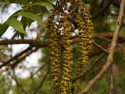 Juglans hindsii, photographed by Mary K. Hanson