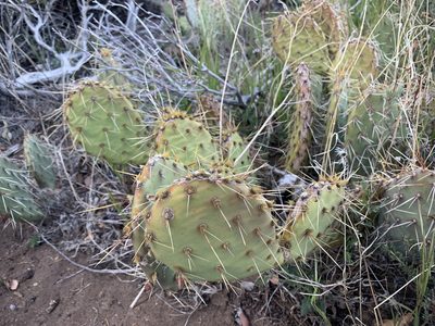 Opuntia phaeacantha, photographed by Jacob Malcom