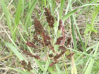 Sorghum halepense, photographed by Morgan Hay