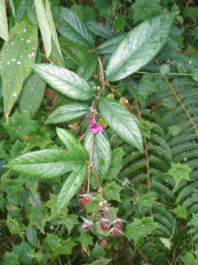Rubus ruizii, photographed by Alfredo F. Fuentes Claros