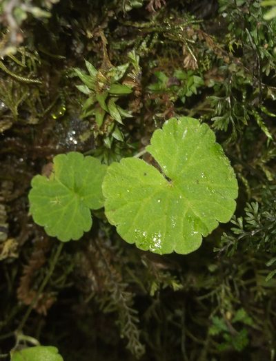 Sibthorpia repens, photographed by Alfredo F. Fuentes Claros