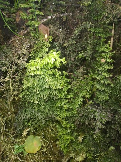 Hymenophyllum axillare, photographed by Alfredo F. Fuentes Claros