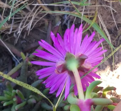 Cephalophyllum diversiphyllum, photographed by kevin koen