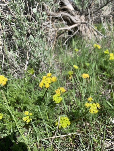 Lomatium grayi, photographed by brunsonm