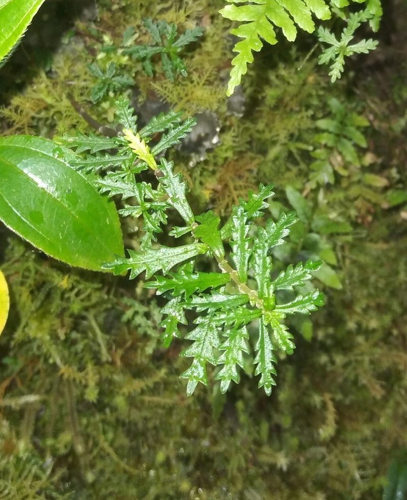 Pilea diversifolia, photographed by Alfredo F. Fuentes Claros