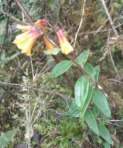Bomarea aurantiaca, photographed by Alfredo F. Fuentes Claros