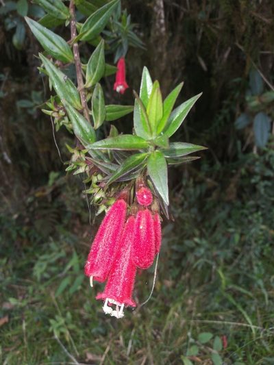 Agalinis megalantha, photographed by Alfredo F. Fuentes Claros
