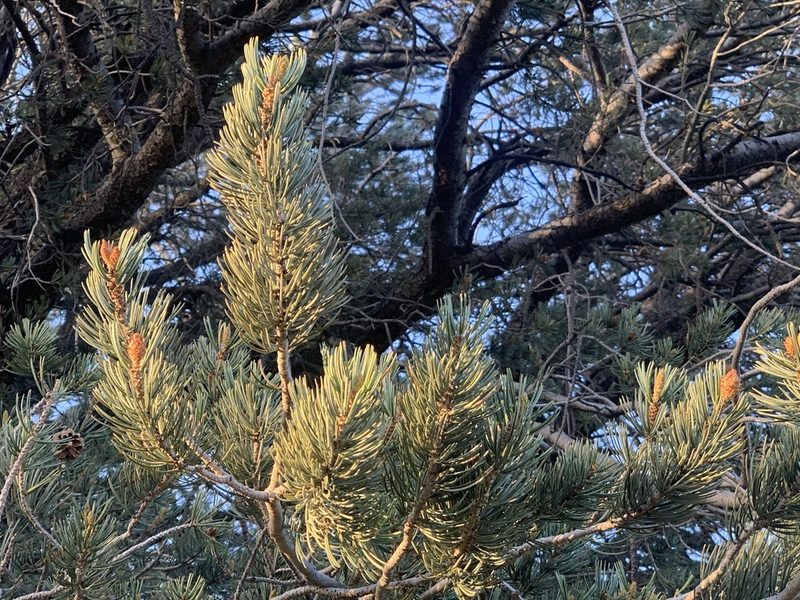Pinus quadrifolia, photographed by Jacob Malcom
