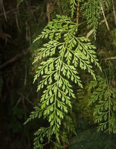 Asplenium fragrans, photographed by Alfredo F. Fuentes Claros