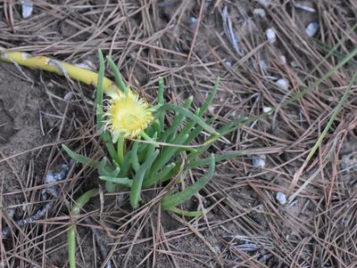 Conicosia pugioniformis, photographed by Justin Ponder