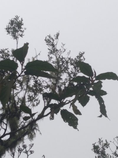 Solanum asperolanatum, photographed by Alfredo F. Fuentes Claros