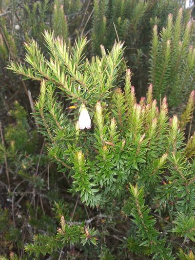Disterigma pernettyoides, photographed by Alfredo F. Fuentes Claros