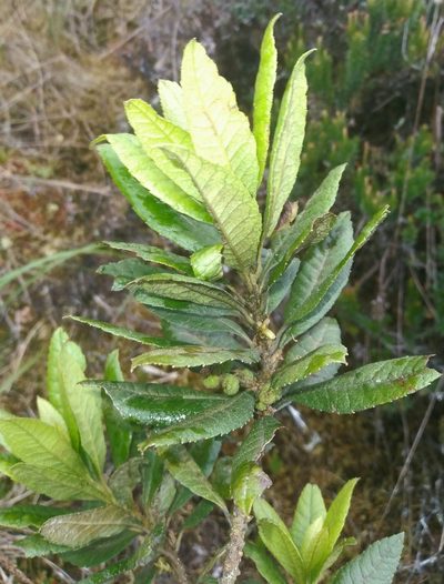 Myrica pubescens, photographed by Alfredo F. Fuentes Claros