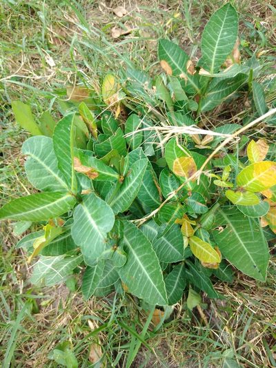 Garcinia livingstonei, photographed by Benjamin Fredlund