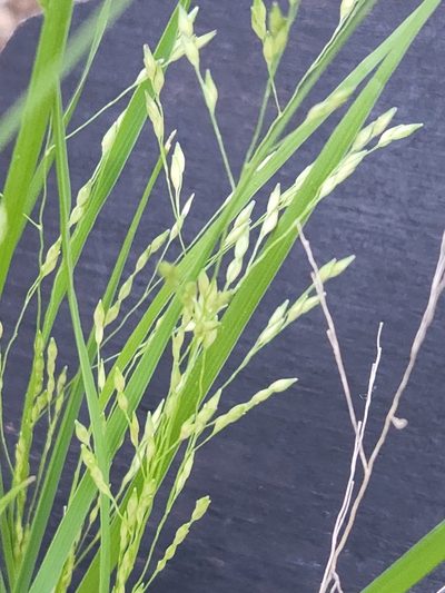 Panicum hallii, photographed by Jo Roberts