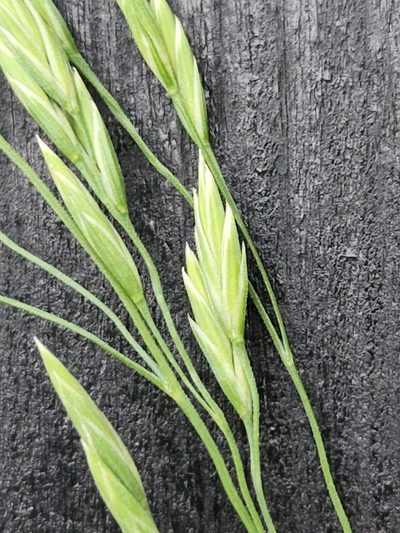 Festuca versuta, photographed by Jo Roberts