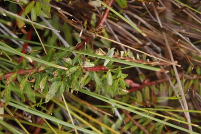 Laurembergia repens, photographed by Tony Rebelo