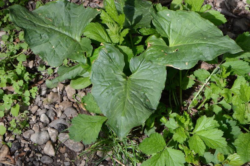 Arum cylindraceum, photographed by nicoweg