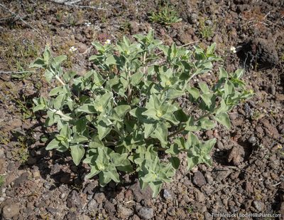 Encelia actoni, photographed by Tim Messick