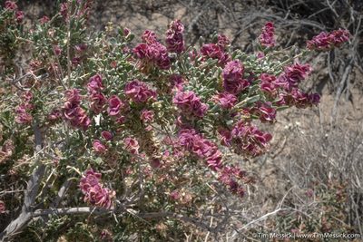 Grayia spinosa, photographed by Tim Messick