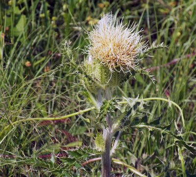 Cirsium horridulum, photographed by Diana Foreman