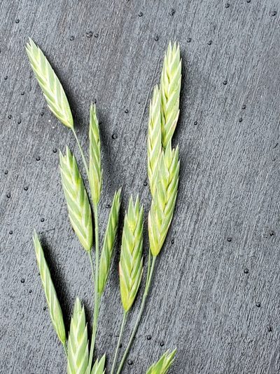 Bromus brevis, photographed by Jo Roberts