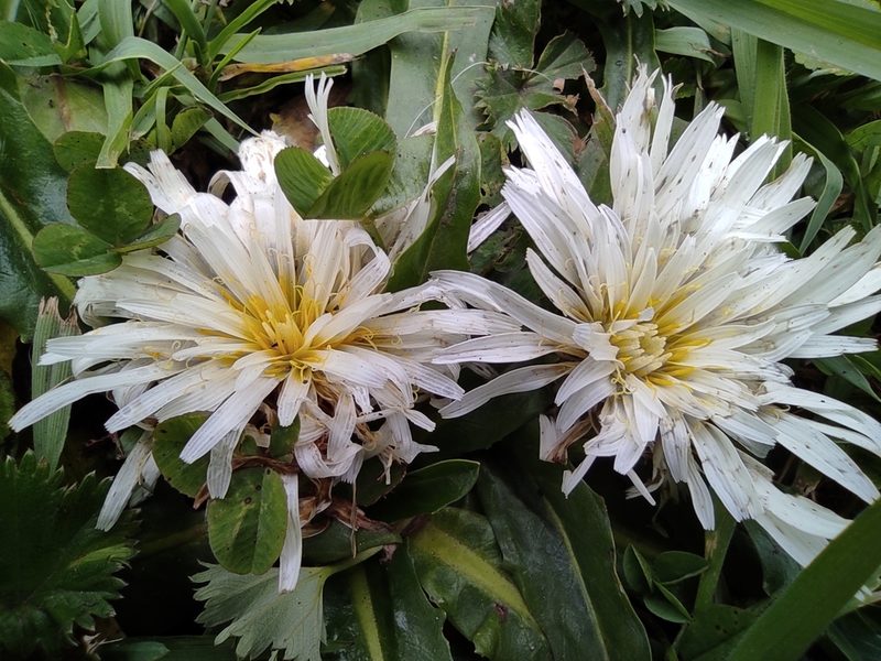 Hypochaeris sessiliflora, photographed by sandy-espinozaf