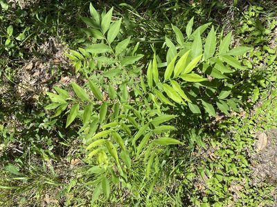 Sapindus drummondii, photographed by Gary Rogers