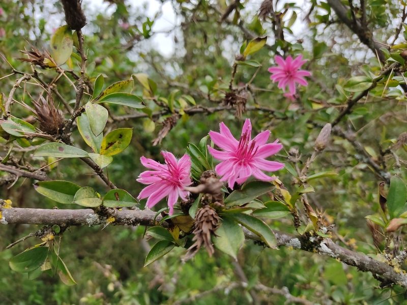 Barnadesia arborea, photographed by sandy-espinozaf