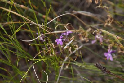 Lobelia setacea, photographed by Tony Rebelo