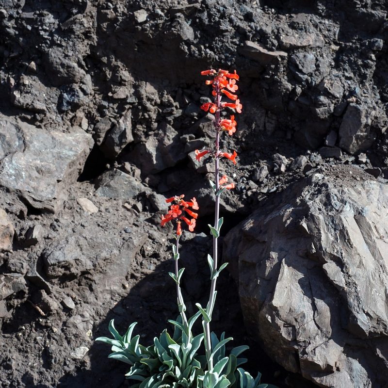 Penstemon superbus, photographed by Andrew Tree