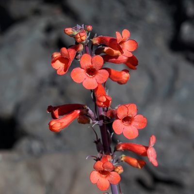 Penstemon superbus, photographed by Andrew Tree