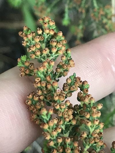 Erica leucopelta, photographed by Ren Hoekstra