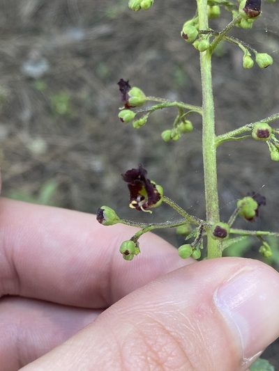 Scrophularia glabrata, photographed by Asher P Higgins