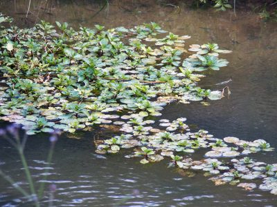 Ludwigia peploides, photographed by Diana Foreman