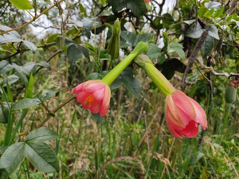 Passiflora mixta, photographed by sandy-espinozaf