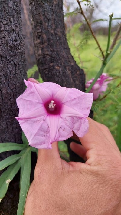 Ipomoea platensis, photographed by Tomás Tamagno