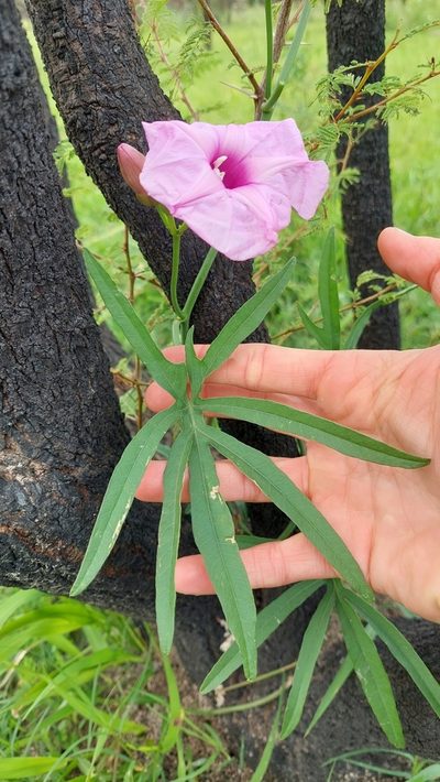 Ipomoea platensis, photographed by Tomás Tamagno