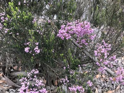 Erica canaliculata, photographed by Ren Hoekstra
