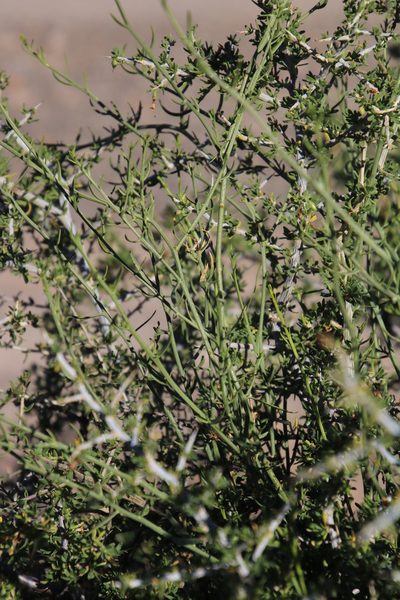 Thesium triflorum, photographed by Tony Rebelo