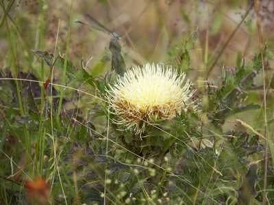 Cirsium horridulum, photographed by Diana Foreman